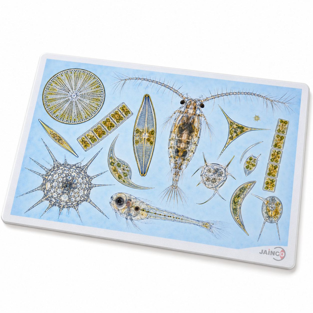 Marine Plankton Microslide
